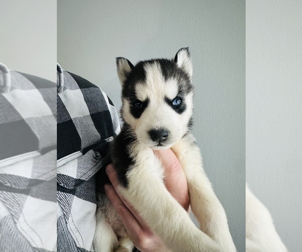 Medium Photo #7 Siberian Husky Puppy For Sale in BERNHARDS BAY, NY, USA
