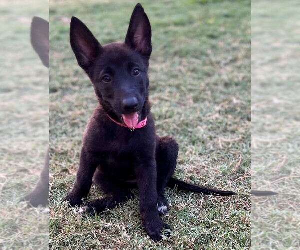 Medium Photo #1 Dutch Shepherd Dog Puppy For Sale in ROUND ROCK, TX, USA