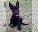 Small Dutch Shepherd Dog