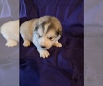 Small #6 Alaskan Malamute