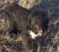 Small Photo #1 Aussiedoodle Miniature  Puppy For Sale in NUNN, CO, USA
