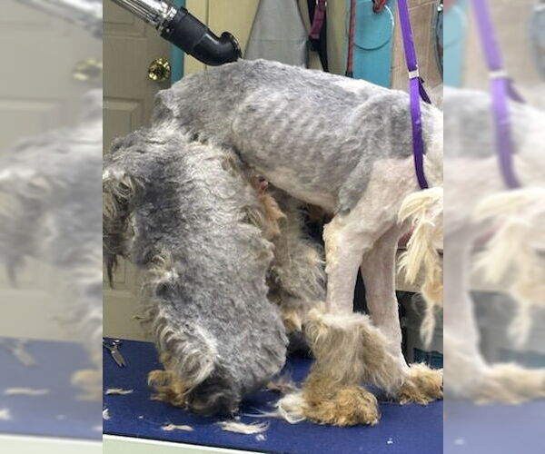 Medium Photo #4 Old English Sheepdog Puppy For Sale in Tenafly, NJ, USA