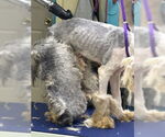 Small #3 Old English Sheepdog