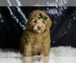 Small Photo #56 Maltipoo Puppy For Sale in WARSAW, IN, USA
