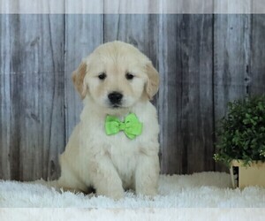 Medium English Cream Golden Retriever