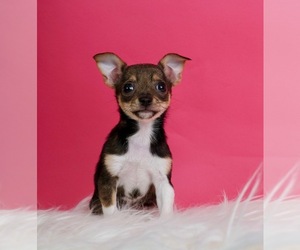 Chihuahua Puppy for sale in WARSAW, IN, USA