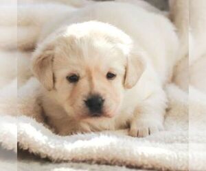 Labrador Retriever Puppy for sale in ATMORE, AL, USA