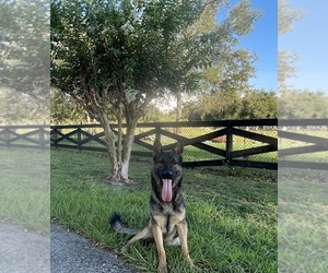 German Shepherd Dog Puppy for sale in CLERMONT, FL, USA