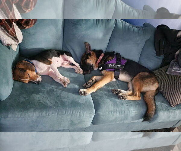 Medium Photo #3 German Shepherd Dog Puppy For Sale in La Grange , NC, USA