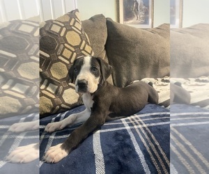 Great Dane Puppy for Sale in ROCKINGHAM, North Carolina USA