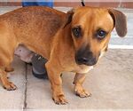 Small #2 Dachshund Mix