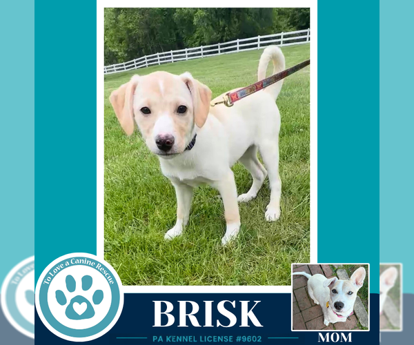 Medium Photo #1 Labrador Retriever-Unknown Mix Puppy For Sale in Kimberton, PA, USA