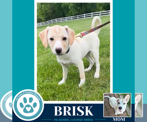 Labrador Retriever-Unknown Mix Dogs for adoption in Kimberton, PA, USA