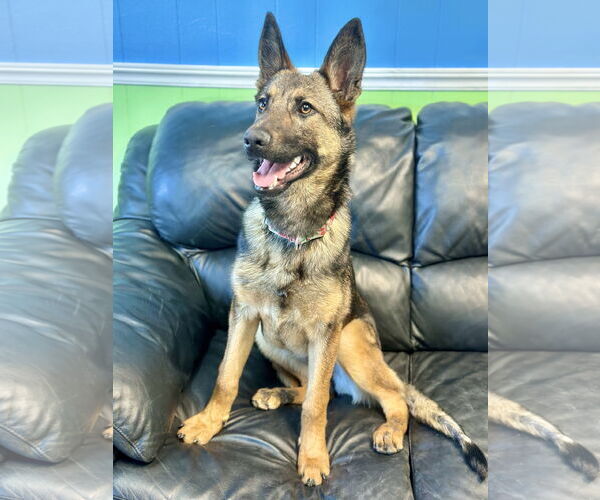 Medium Photo #4 Mutt Puppy For Sale in Spring Lake, NJ, USA