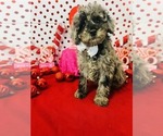 Small #2 Poodle (Miniature)-Poodle (Toy) Mix