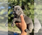 Puppy Rascal French Bulldog