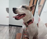 Small #2 Mutt