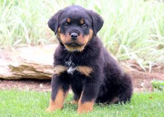 Rottweiler Puppy for sale in MOUNT JOY, PA, USA