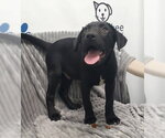 Small Mutt