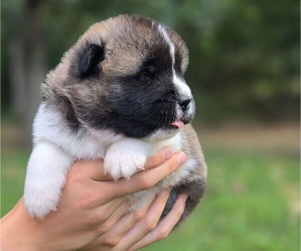 Medium Photo #5 Akita Puppy For Sale in STRAFFORD, MO, USA
