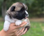 Small #4 Akita