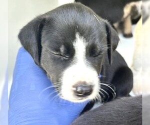 A661732 - Female Labrador Retriever-Unknown Mix Dog for Adoption - Photo #2
