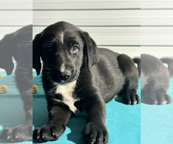 Medium Photo #3 Labrador Retriever-Unknown Mix Puppy For Sale in Tarrytown, GA, USA
