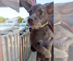 Small #10 Chihuahua Mix