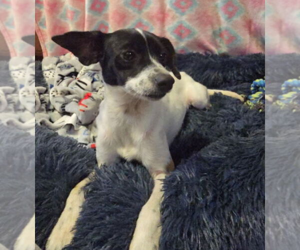 Medium Photo #4 Rat Terrier Puppy For Sale in Oakhurst, NJ, USA