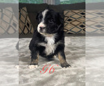 Puppy Girl 6 Australian Shepherd