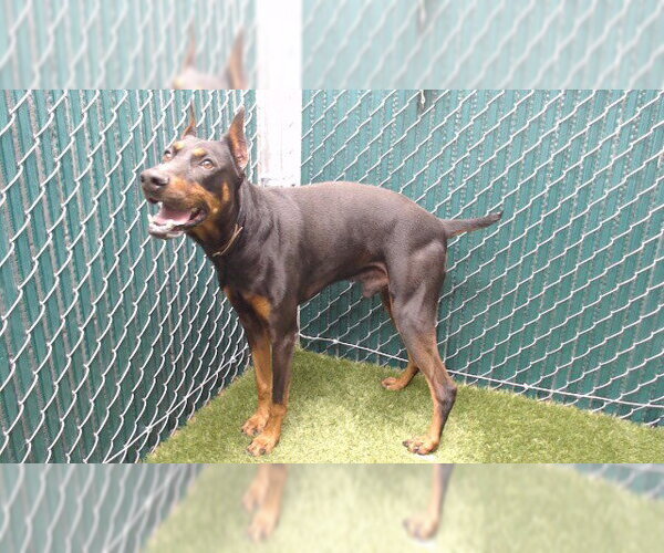Medium Photo #1 Doberman Pinscher-Unknown Mix Puppy For Sale in Downey, CA, USA