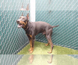 Doberman Pinscher-Unknown Mix Dogs for adoption in Downey, CA, USA