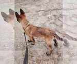 Small #1 Belgian Malinois