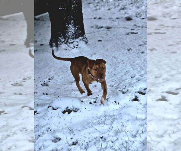 Medium Photo #4 American Pit Bull Terrier-Unknown Mix Puppy For Sale in Plymouth, MN, USA