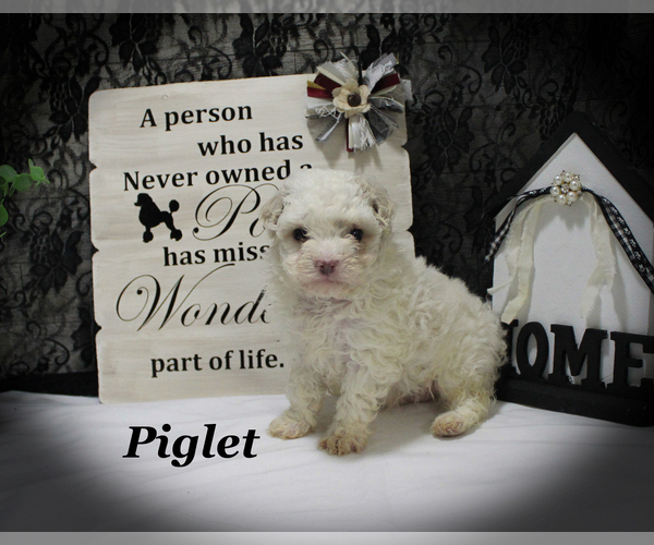 Medium Photo #17 Poodle (Toy) Puppy For Sale in CHANUTE, KS, USA