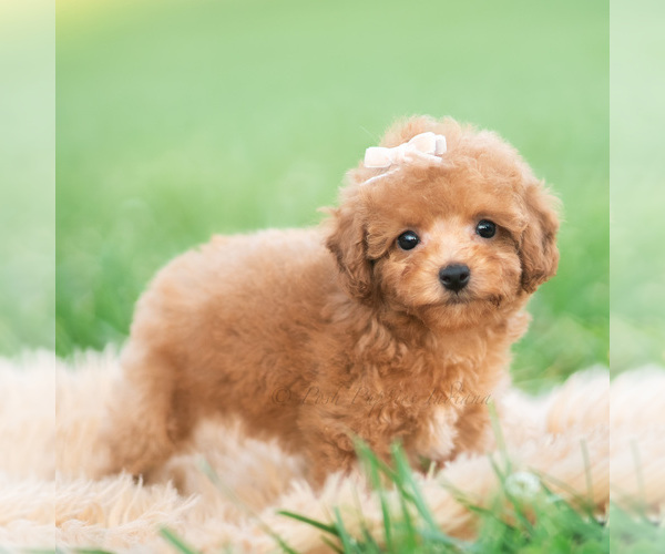 Medium Photo #3 Poodle (Toy) Puppy For Sale in WARSAW, IN, USA