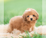 Small #2 Poodle (Toy)