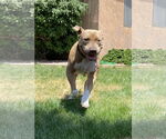 Small #3 Chinese Shar-Pei Mix