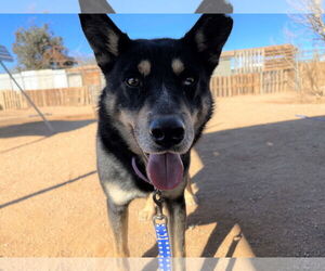 Hunter - Male Australian Kelpie Dog for Adoption - Photo #8