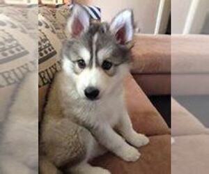 Pomsky Puppy for sale in PIQUA, OH, USA