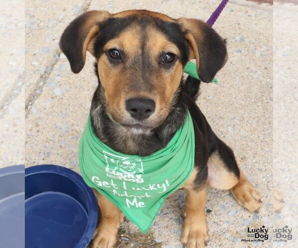 Medium Photo #8 Labrador Retriever-Unknown Mix Puppy For Sale in Washington, DC, USA