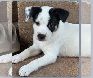 Jack Russell Terrier-Unknown Mix Dogs for adoption in The Woodlands, TX, USA