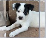 Small Jack Russell Terrier Mix