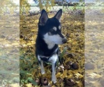 Small #2 Alaskan Klee Kai