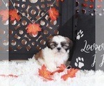 Small #1 Shih Tzu
