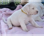 Small #1 Dogo Argentino