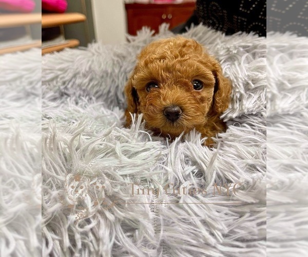 Medium Photo #4 Poodle (Toy) Puppy For Sale in LONG ISLAND CITY, NY, USA