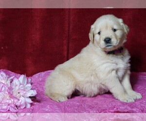 Golden Retriever Puppy for sale in FREDERICKSBG, OH, USA