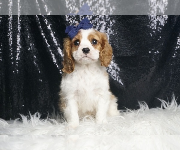 Medium Photo #1 Cavalier King Charles Spaniel Puppy For Sale in WARSAW, IN, USA