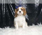 Small Cavalier King Charles Spaniel